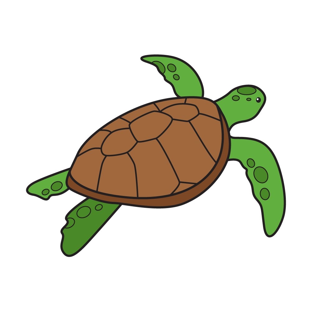Xem hơn 100 ảnh về hình vẽ con rùa - daotaonec