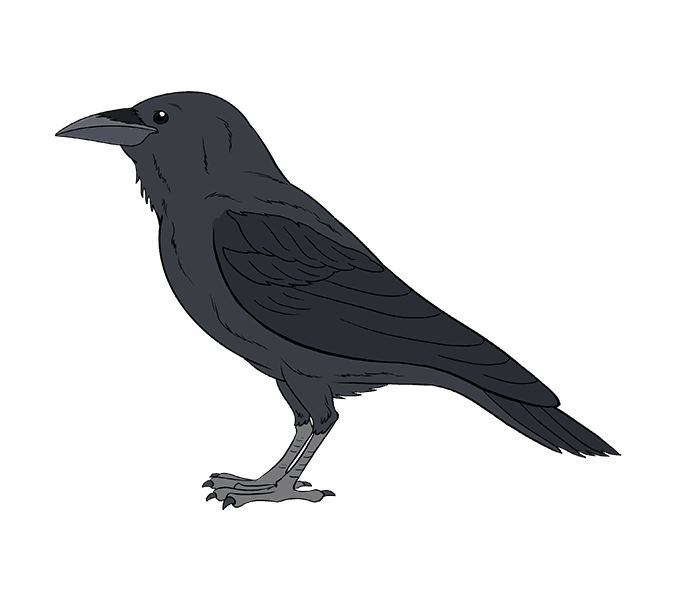 dessin-corbeau-etape-17
