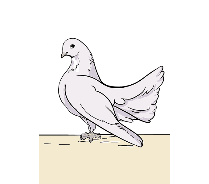 Cách vẽ chim bồ câu