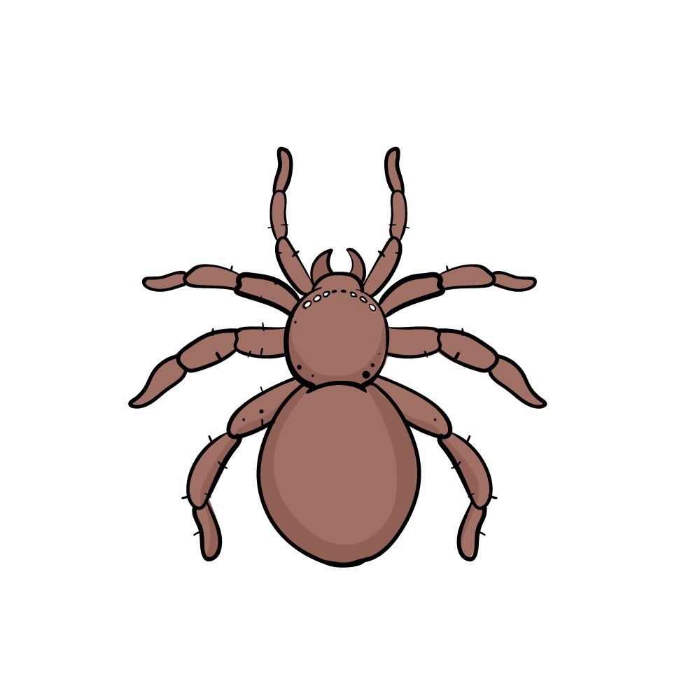 Cách vẽ con nhện
