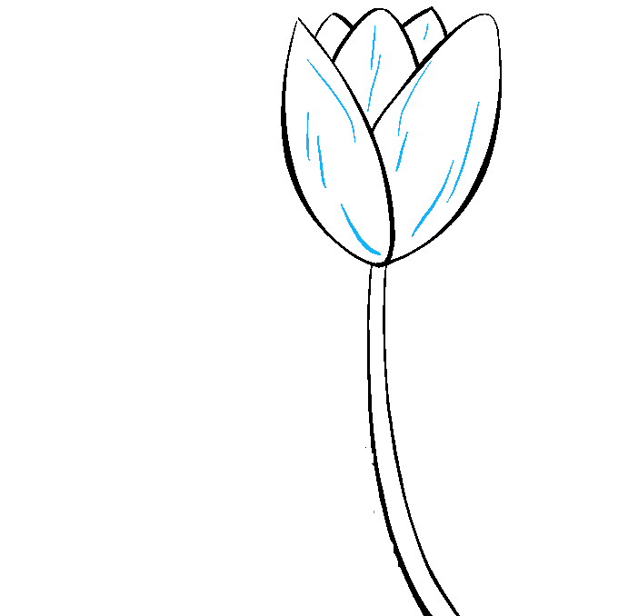 Cách vẽ hoa Tulip - Dạy Vẽ
