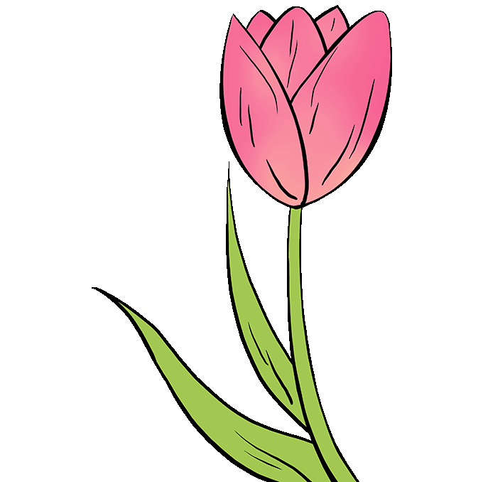 hoa tulip vẽ