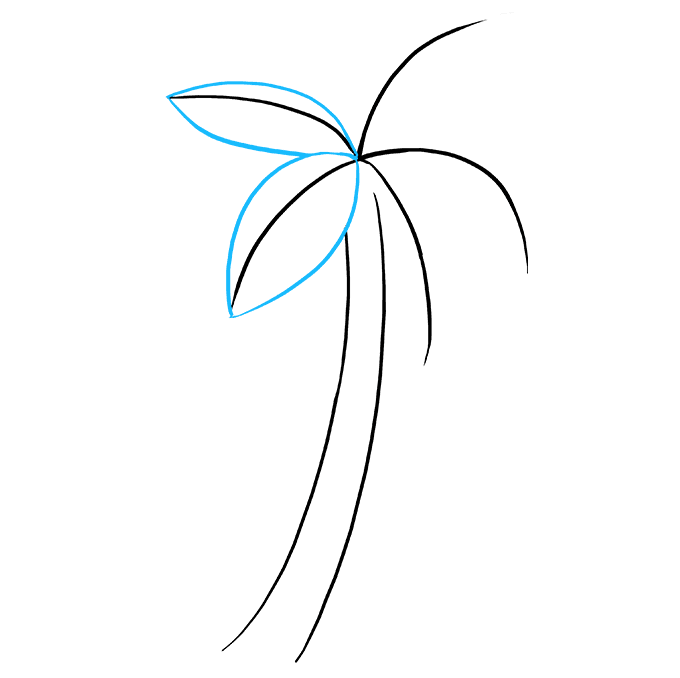 Cách vẽ cây dừa - vẽ cây dừa: \