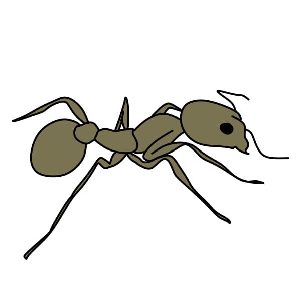 Bạn là người mới bắt đầu học vẽ và đang tìm kiếm cách vẽ con kiến đơn giản và dễ hiểu? Những hình ảnh dạy vẽ liên quan đến con kiến sẽ giúp bạn hiểu rõ và vận dụng kỹ năng vẽ của mình một cách hiệu quả nhất. Hãy đón xem ngay!